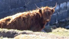 One of the Highland Cows goes down to the Avon Reservoir for a drink